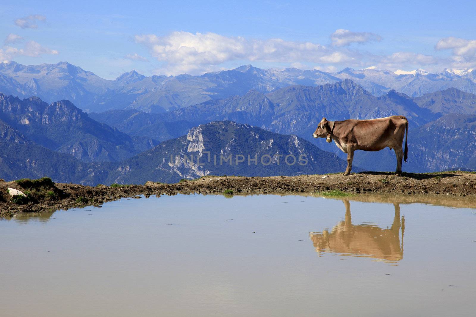 Brown Cow at a Lake looks to the Mountains by PixBox