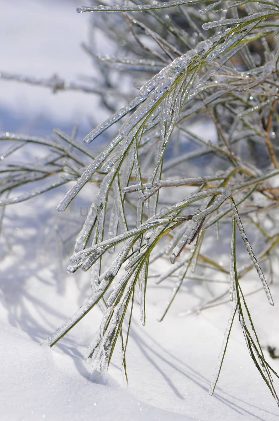 Part of a very iced bush of broom with many snow