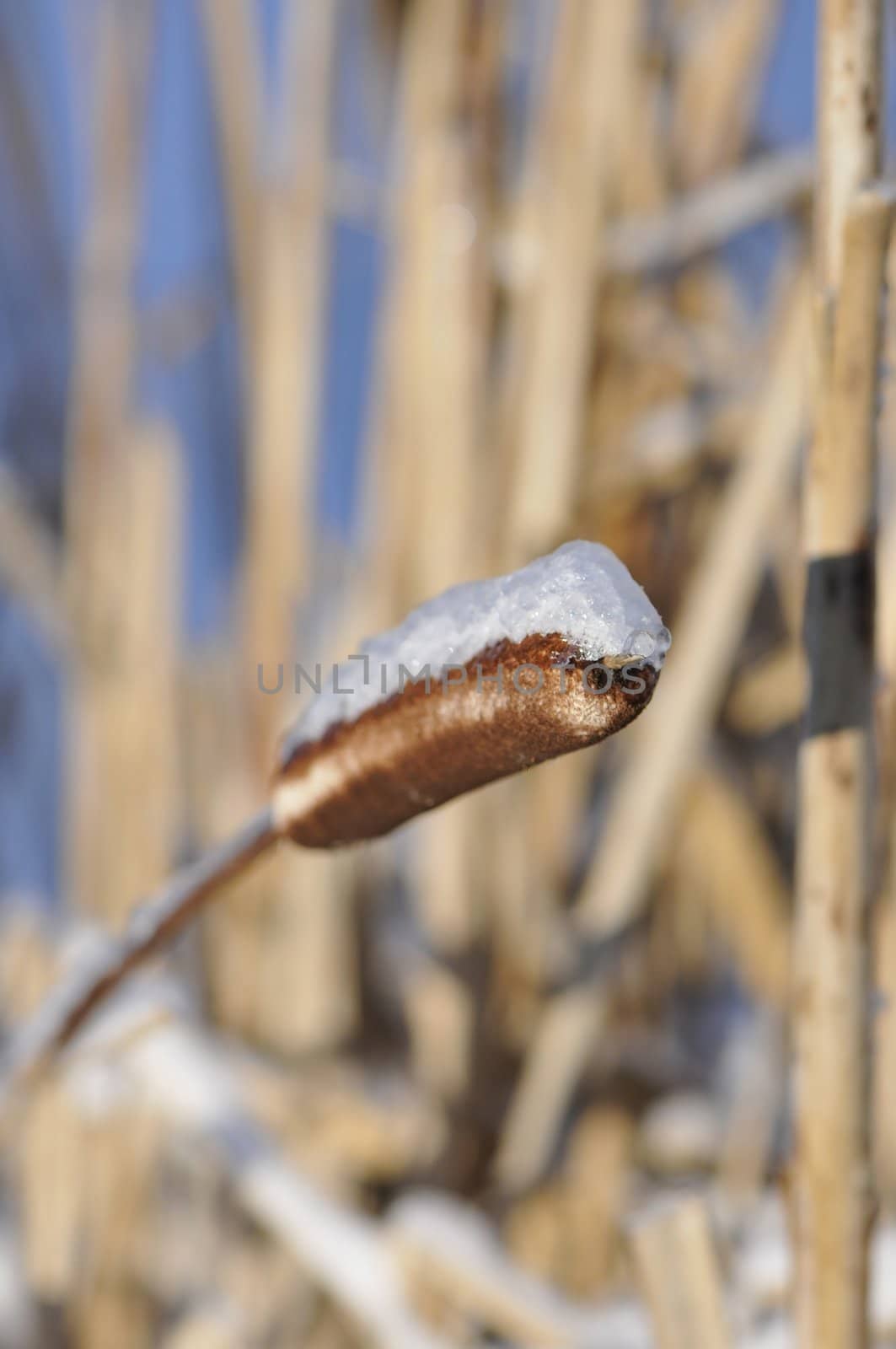 Head of reed with snow and ice on a blurred background
