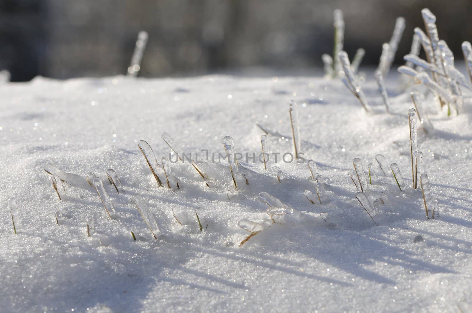 Some green grass stems very iced in a field with lot of snow