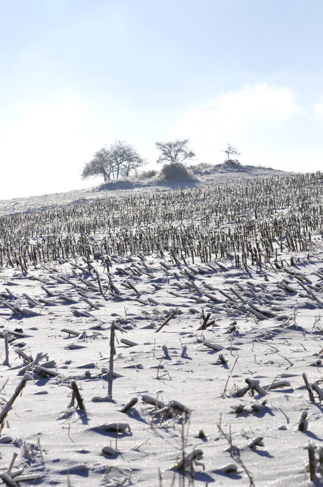 Winter landscape with part of a field and little trees