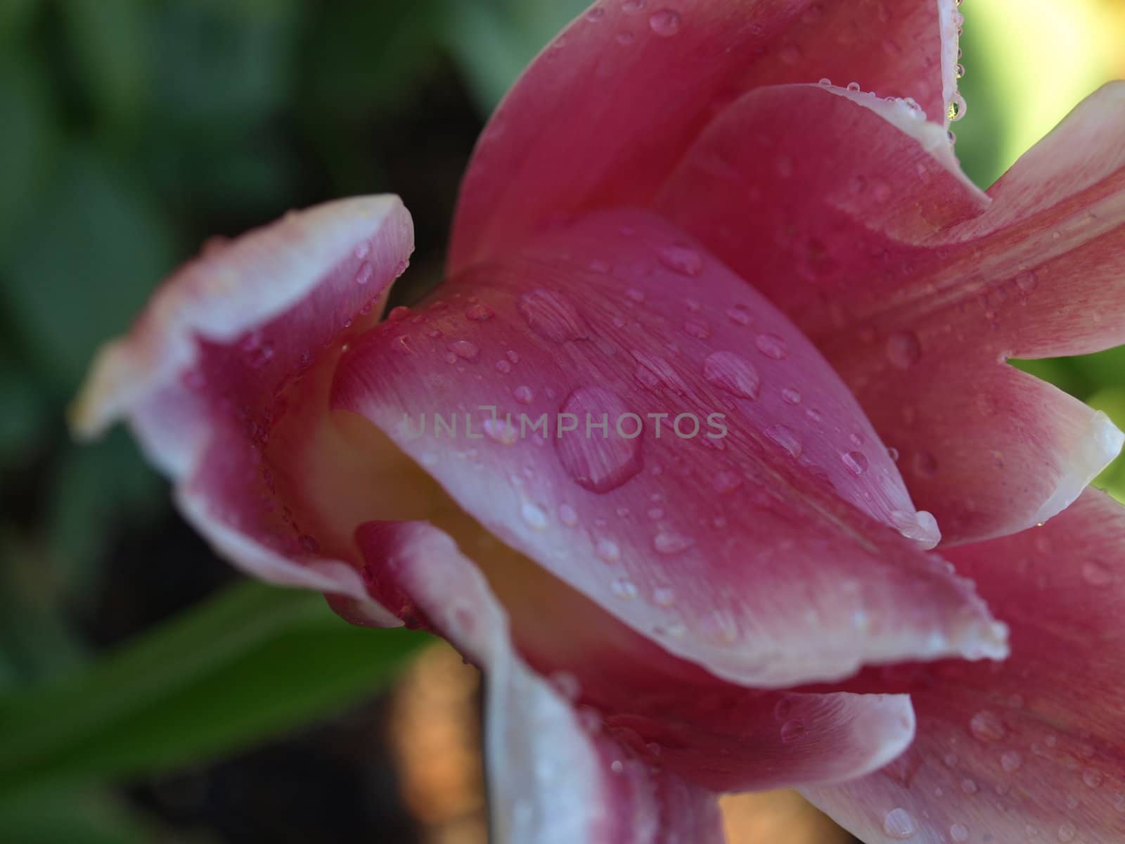 Tulip petal by northwoodsphoto