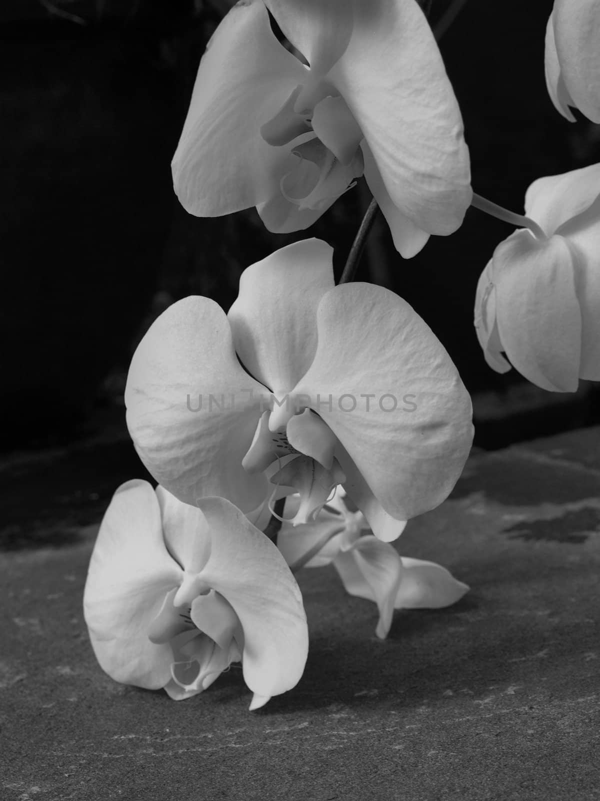 Orchids shown up close and in black and white