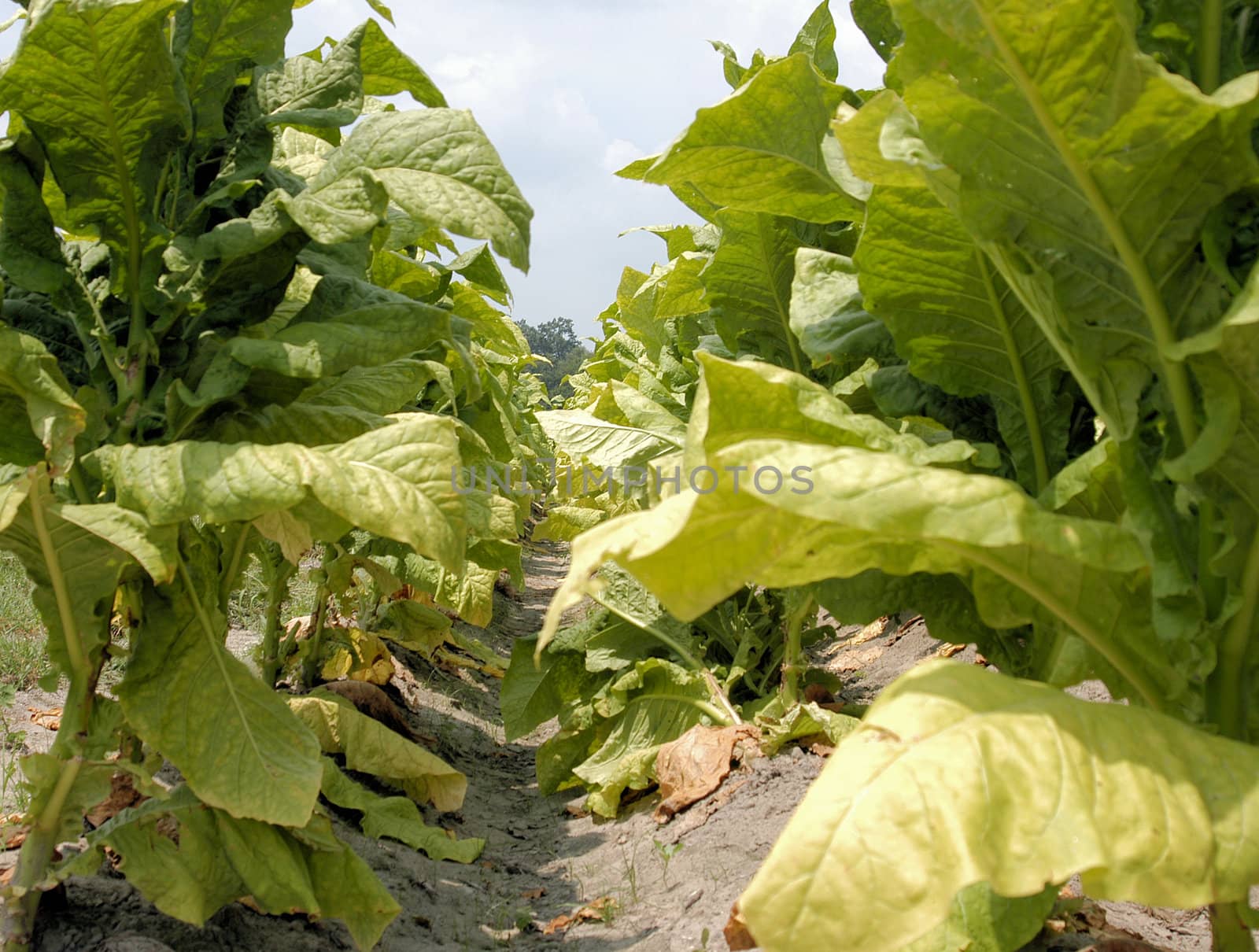 Tobacco plants in the field prior to harvest