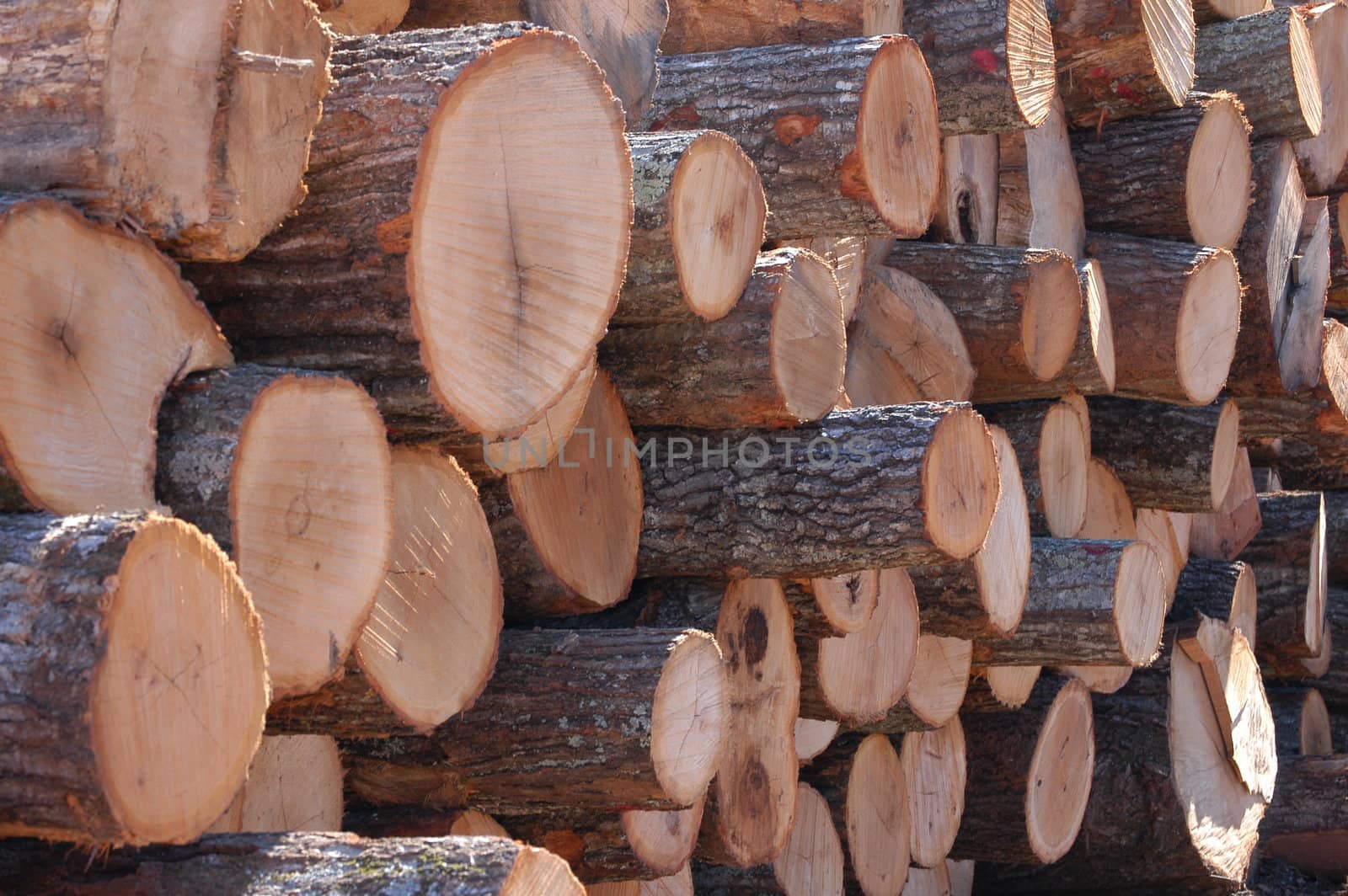 Cut lumber by northwoodsphoto