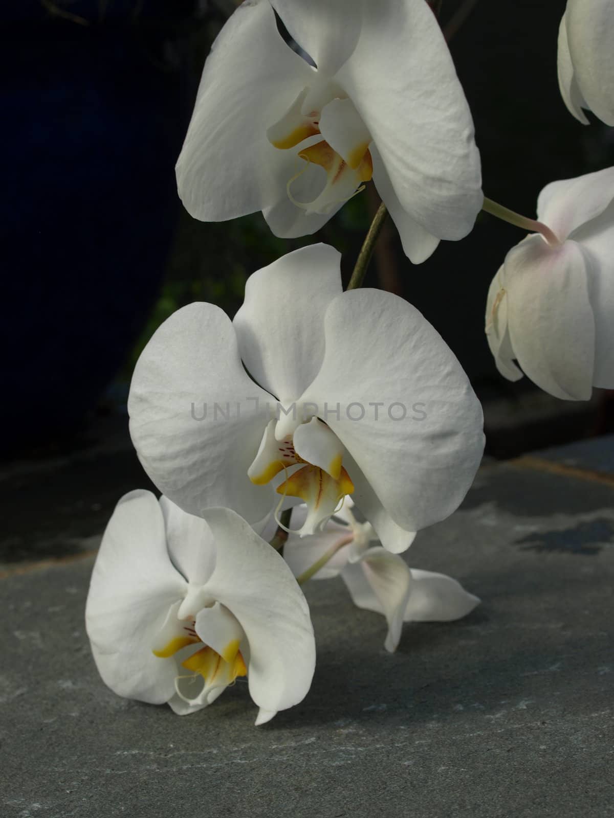 White orchids on display and shown up close