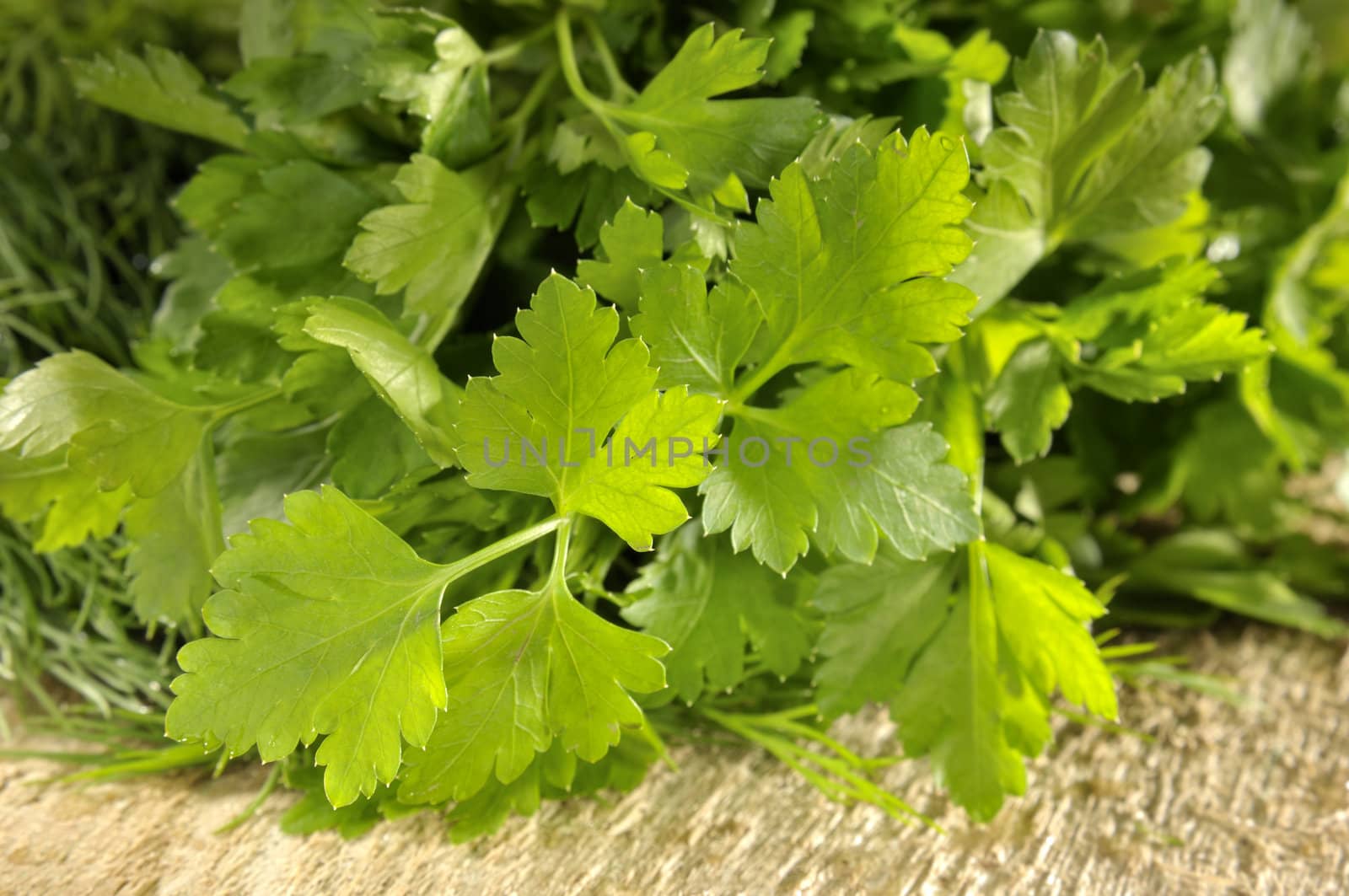 Fresh Parsley in the kitchen