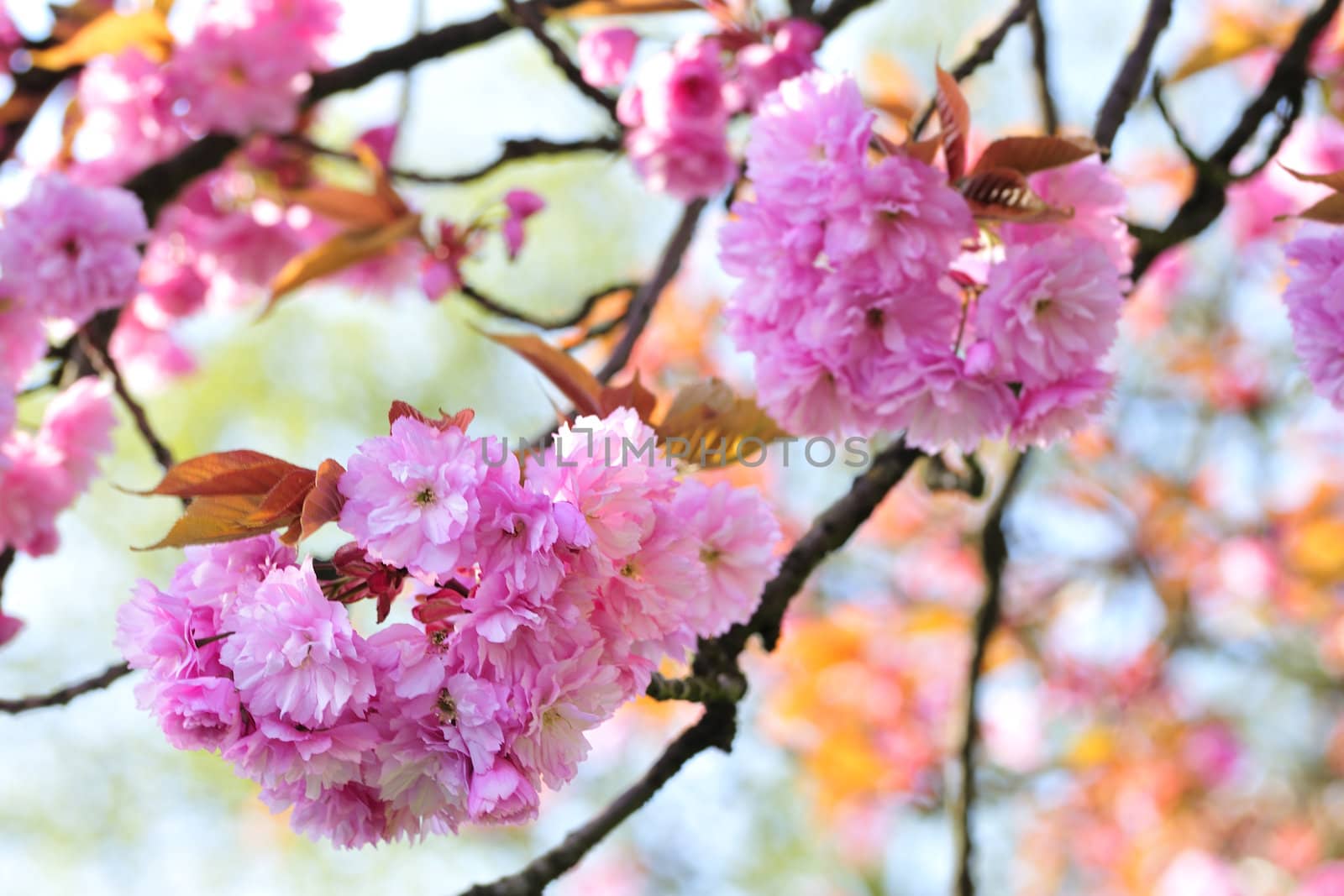 Cherry blossom in the springtime