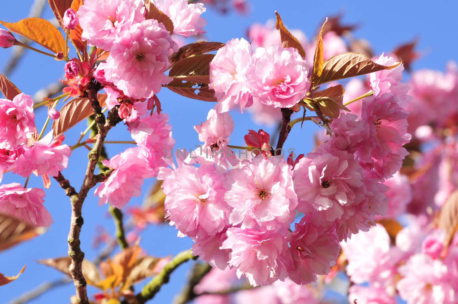 Cherry blossom in the springtime