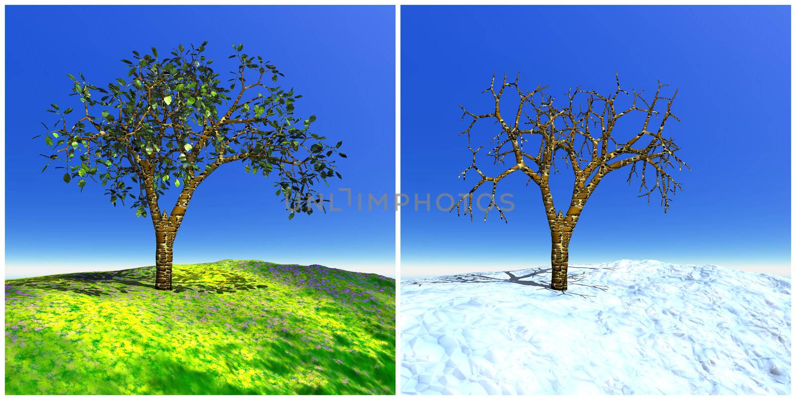 Two seasons tree for summer and winter time