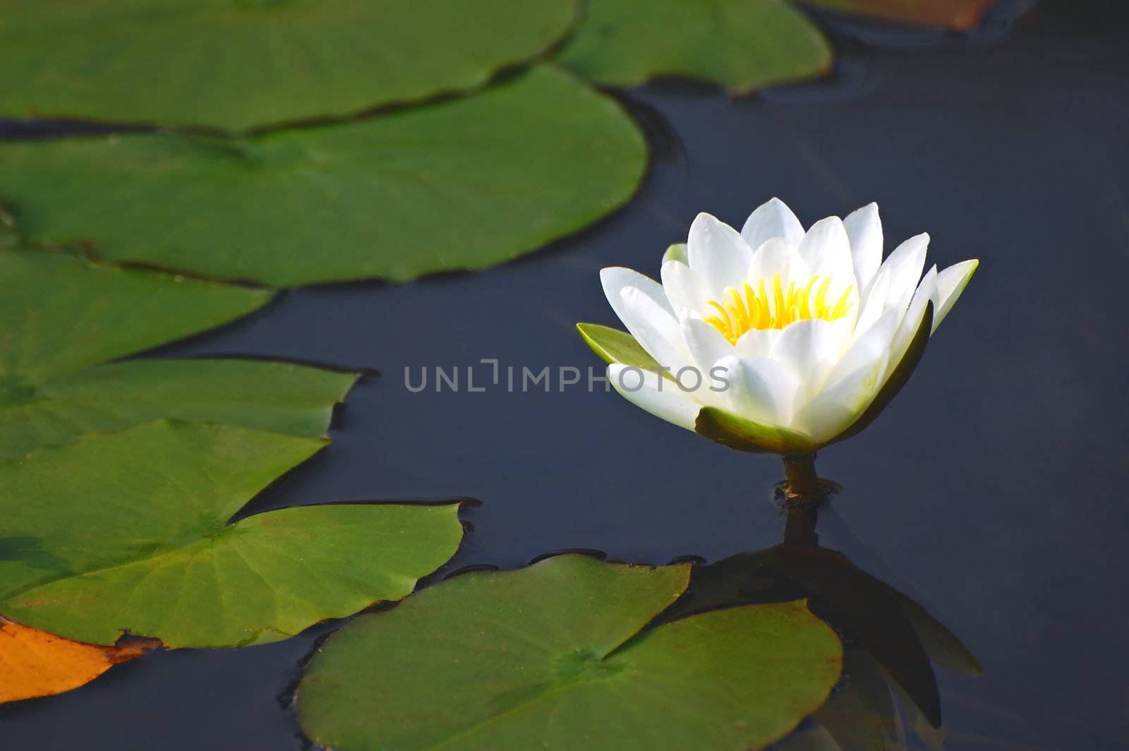 White waterlily in a pond