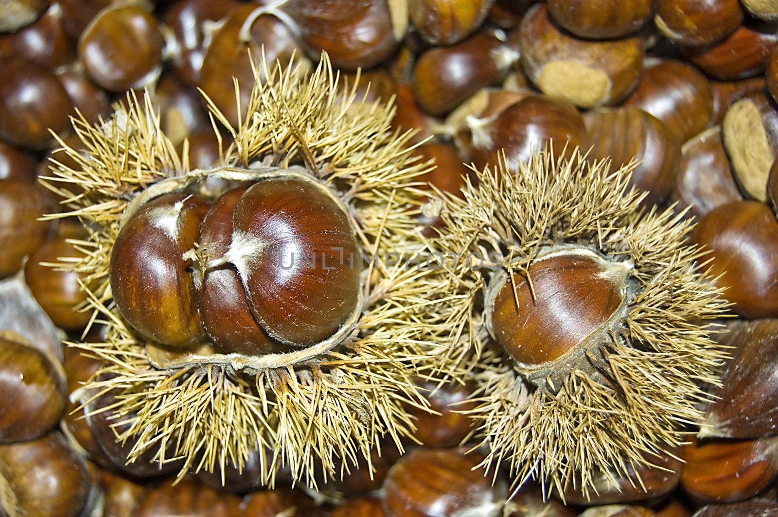 Group of chestnuts and two with husk
