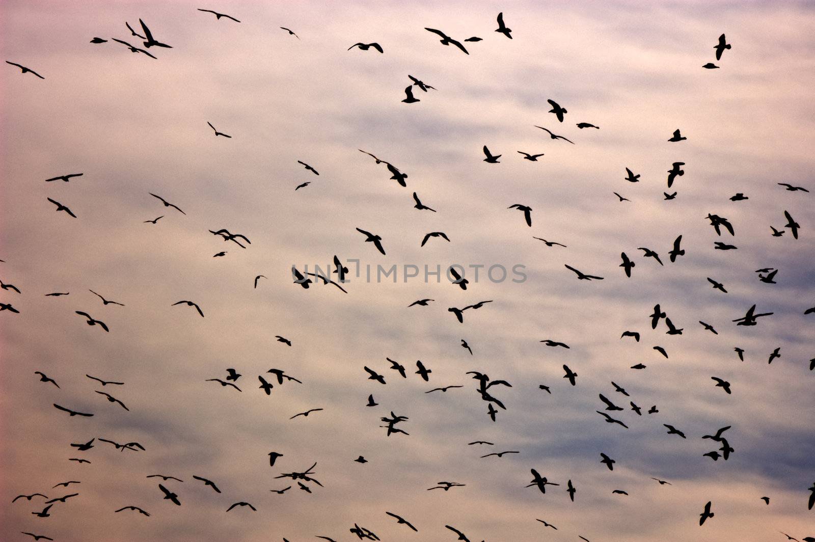 Birds in the sky by lebanmax