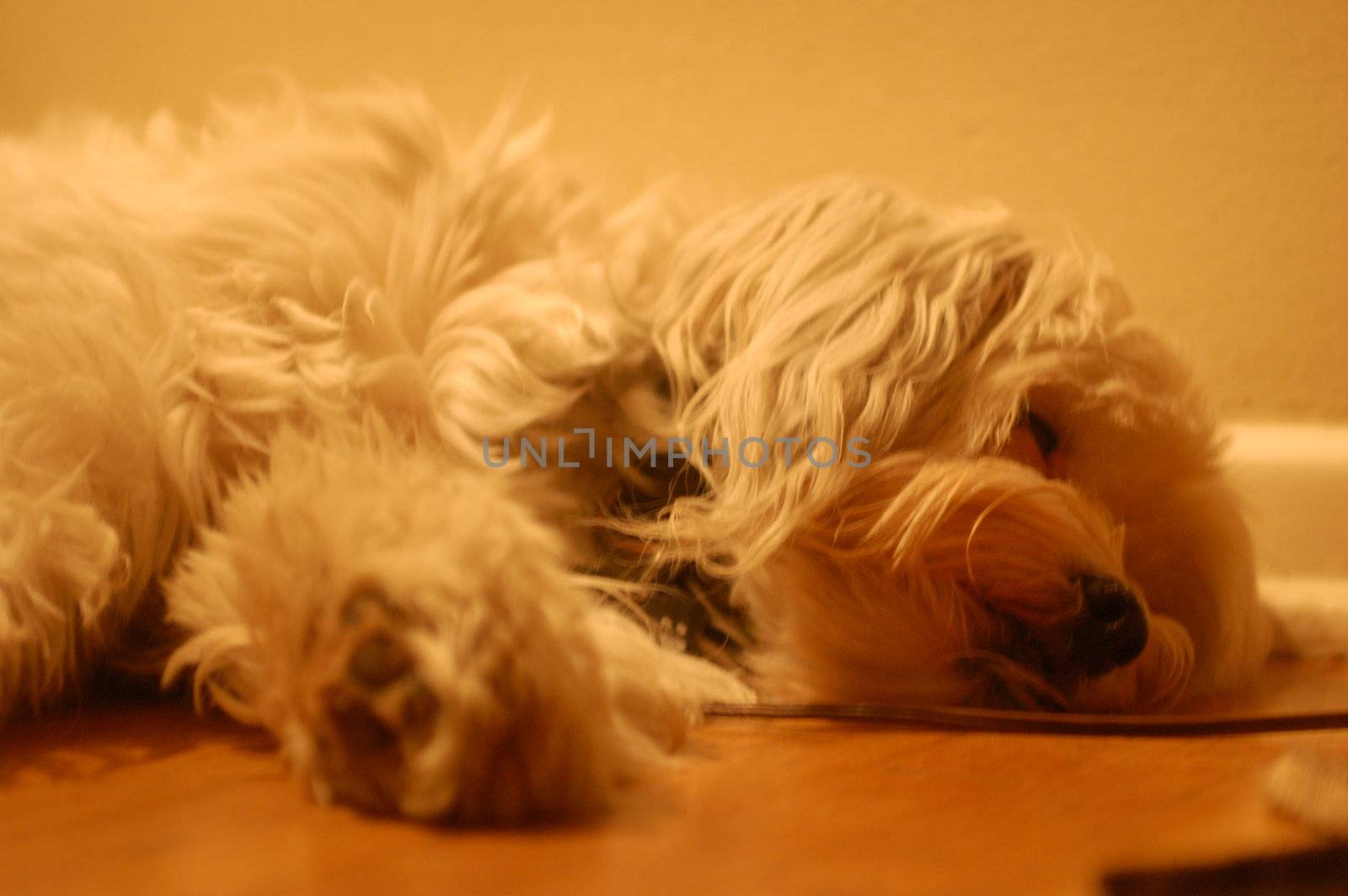 Sleeping Dog by PrincessToula