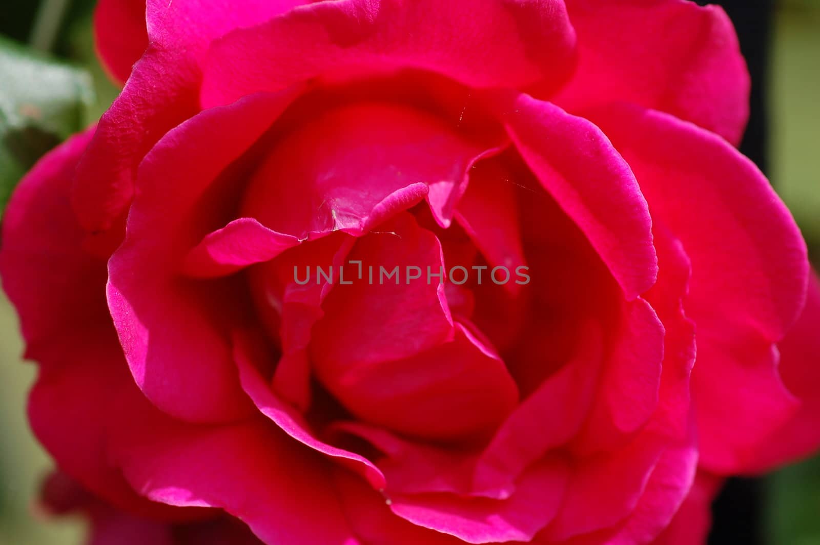 Pink Rose by PrincessToula