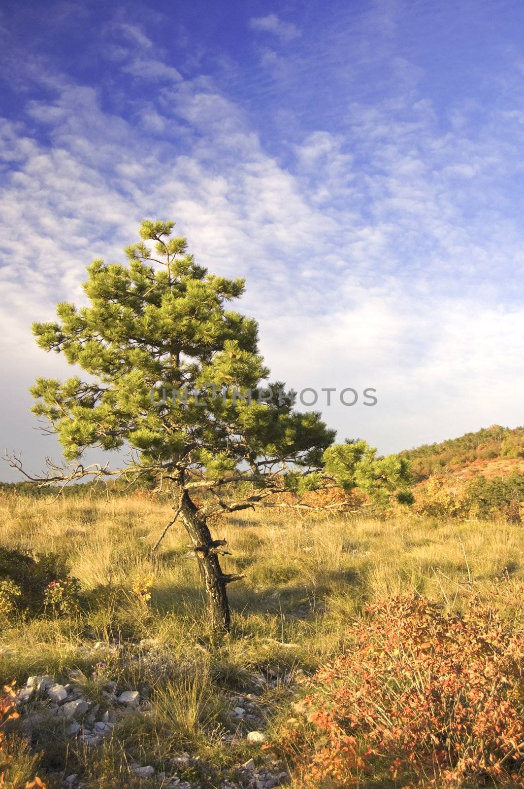 One pine tree on a hill