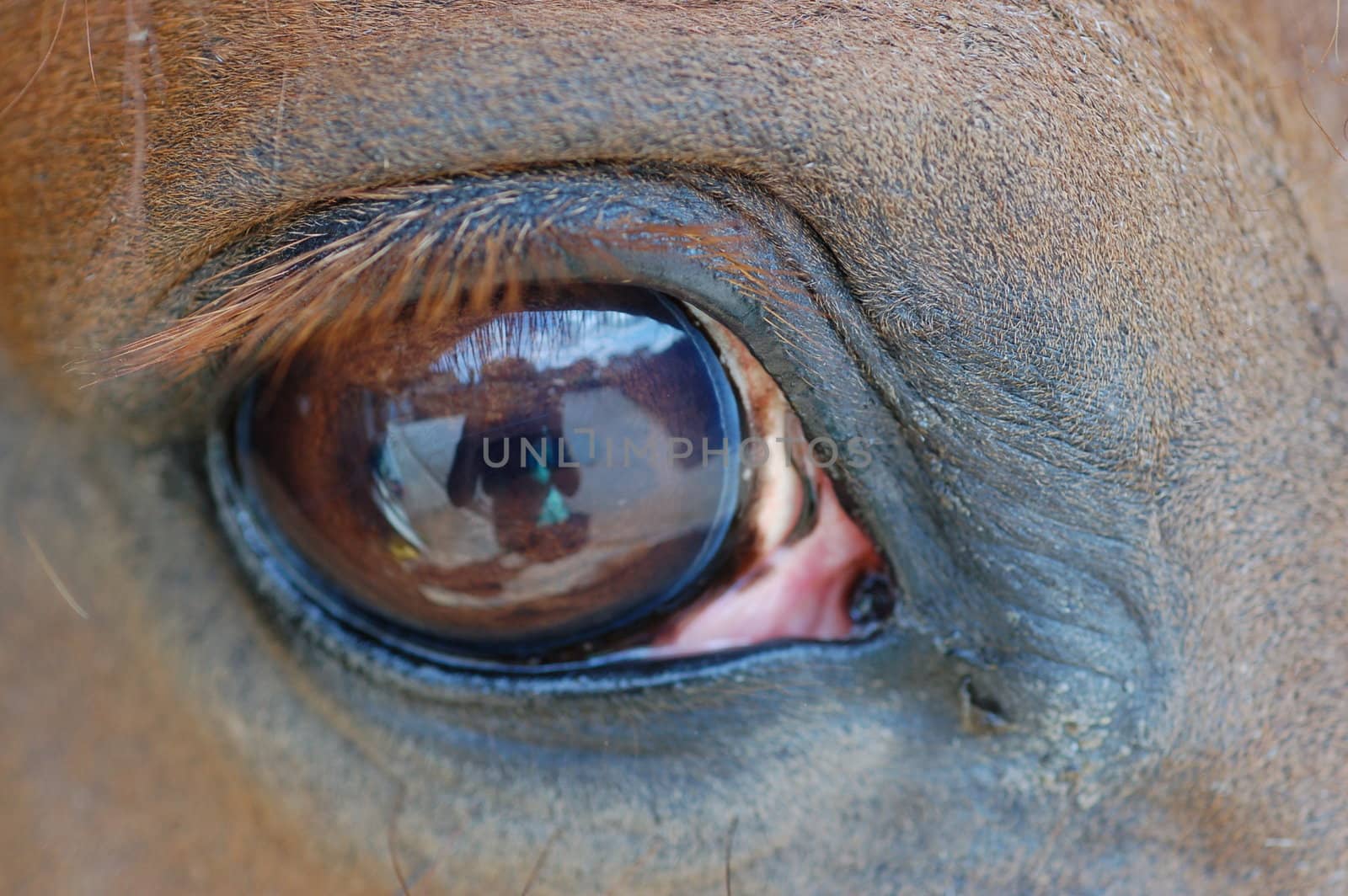 Close up of a horses eye