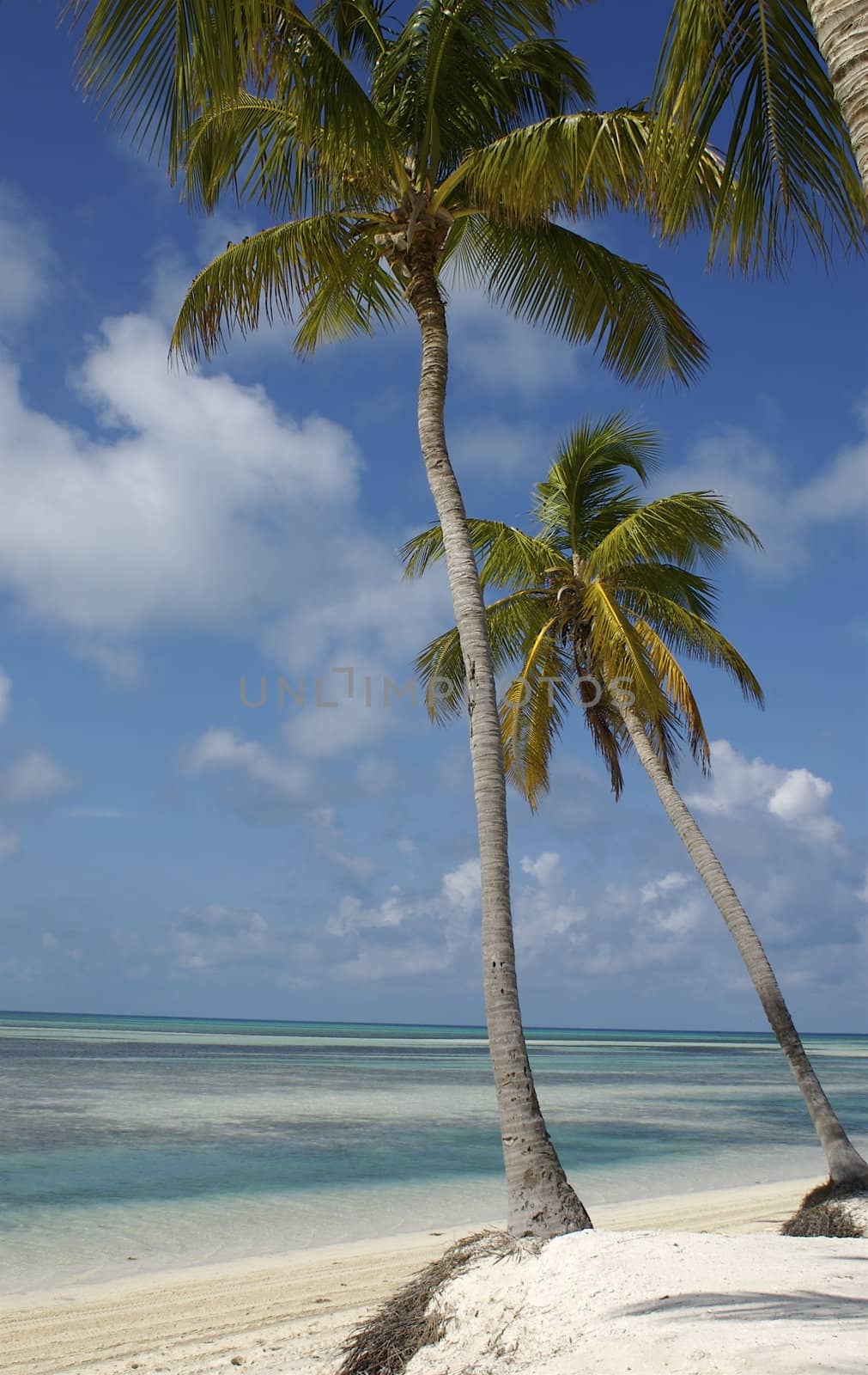 View of a placid Caribbean ocean through palm trees and across white sands, giving the impression of a deserted paradise island