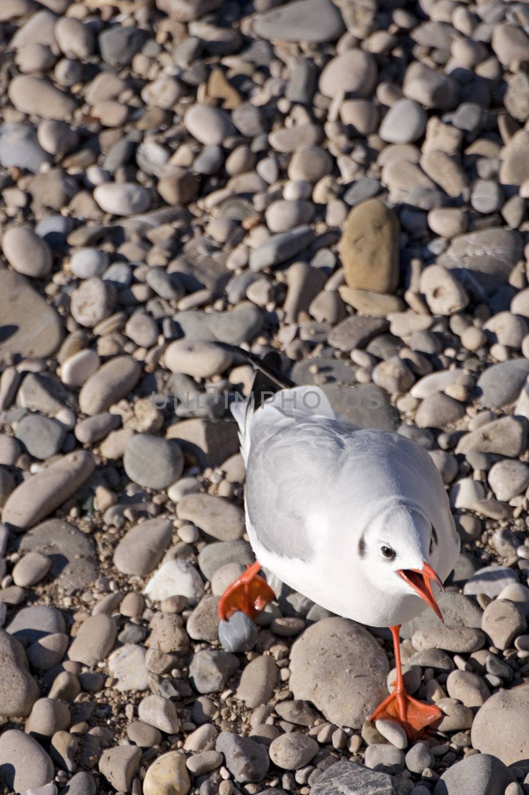 Seagull walking on a pebbly beach
