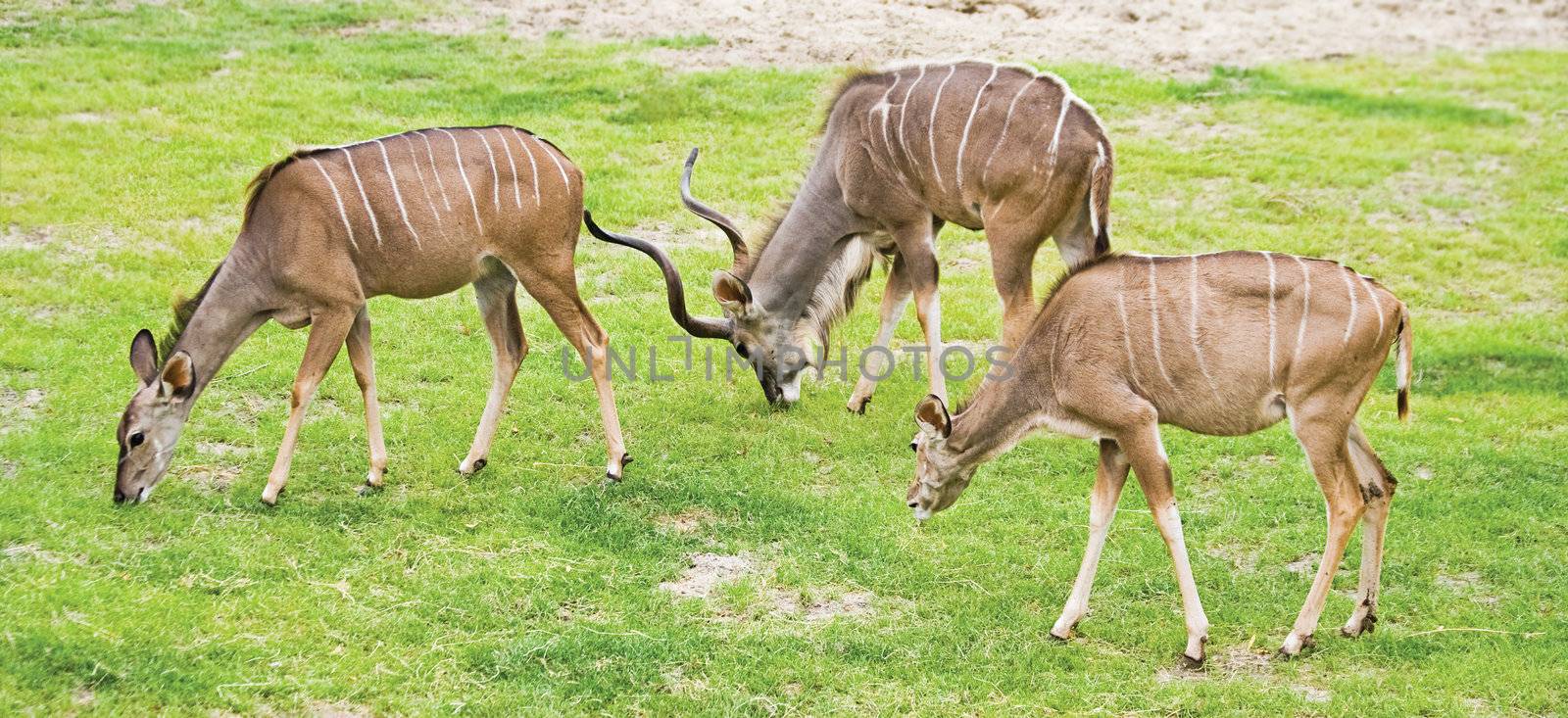 Group of Greater Kudus - Tragelaphus strepsiceros - grazing on field