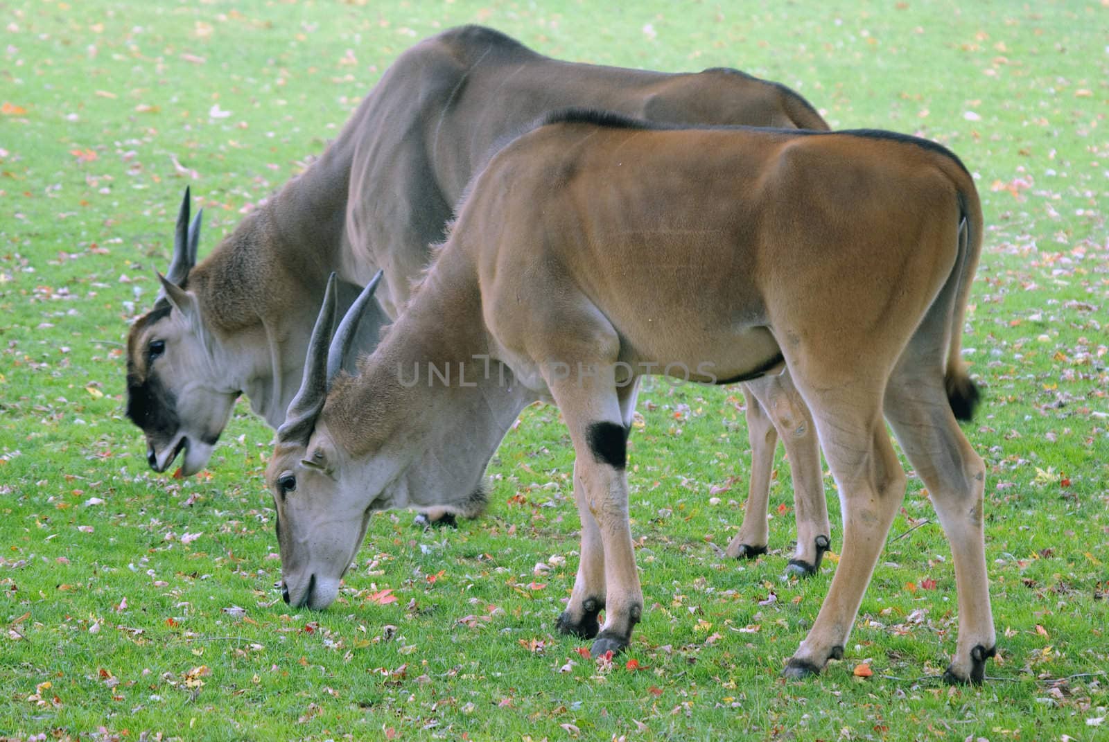 Picture of two antelopes feeding in a field