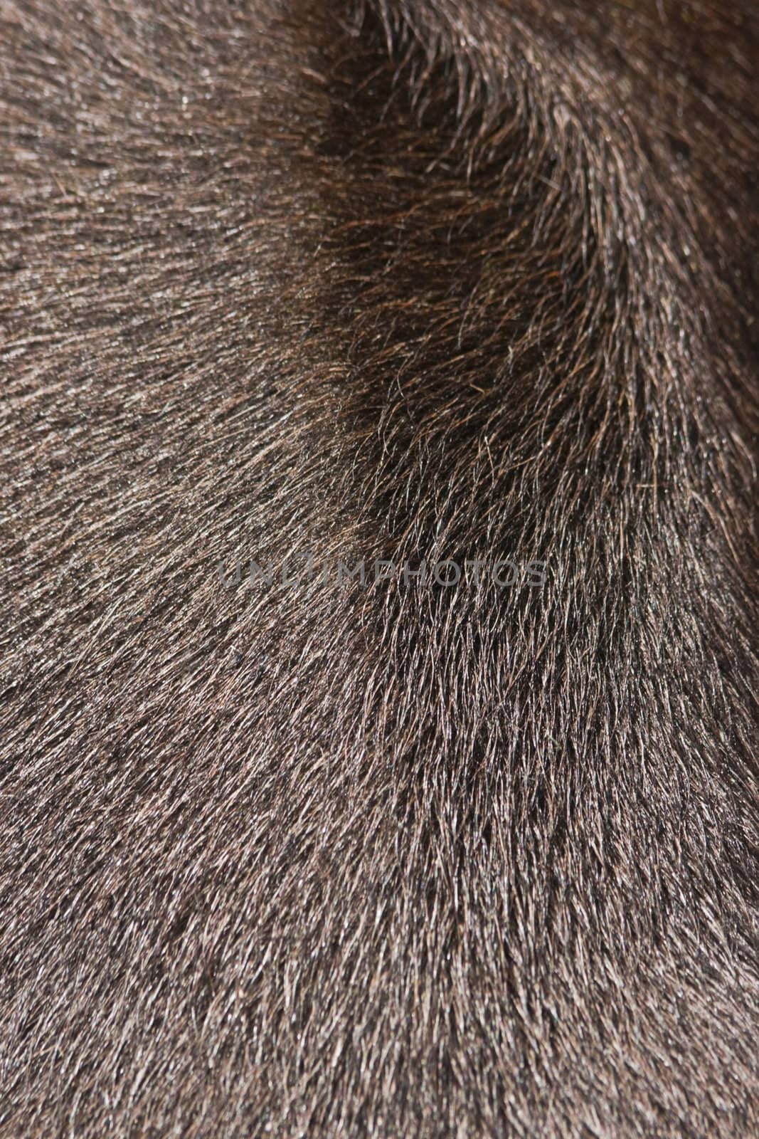 Background brown animal fur by Colette