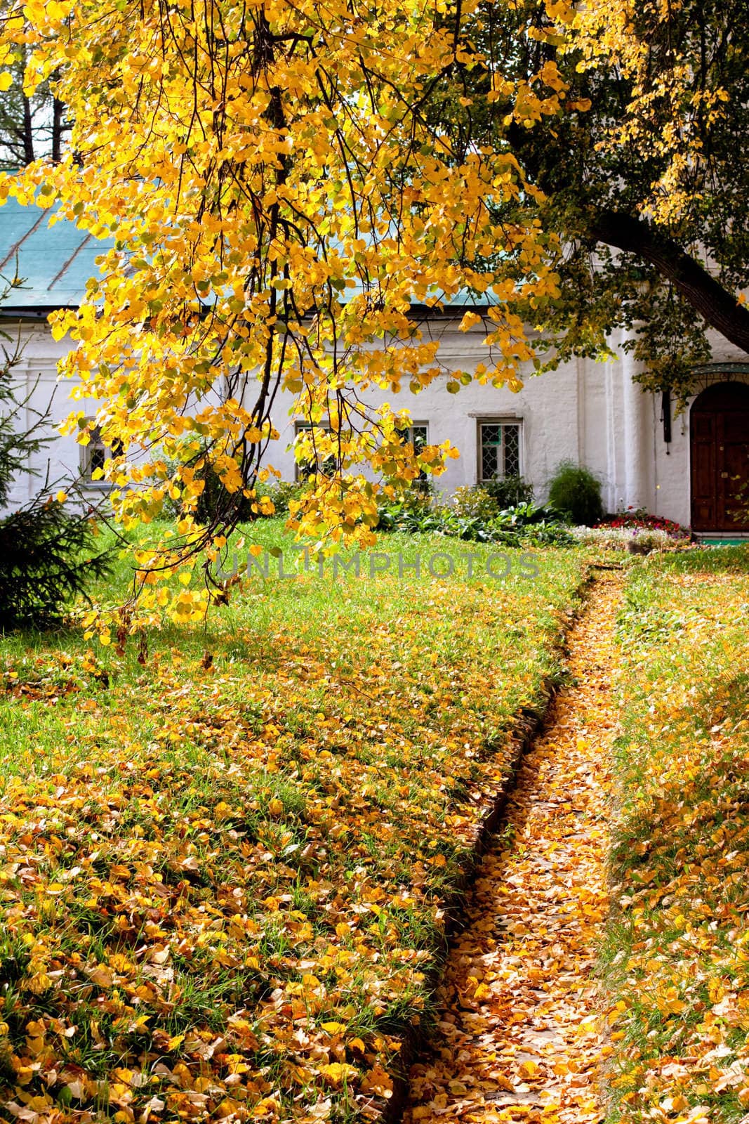 Yellow autumn trees in a park
