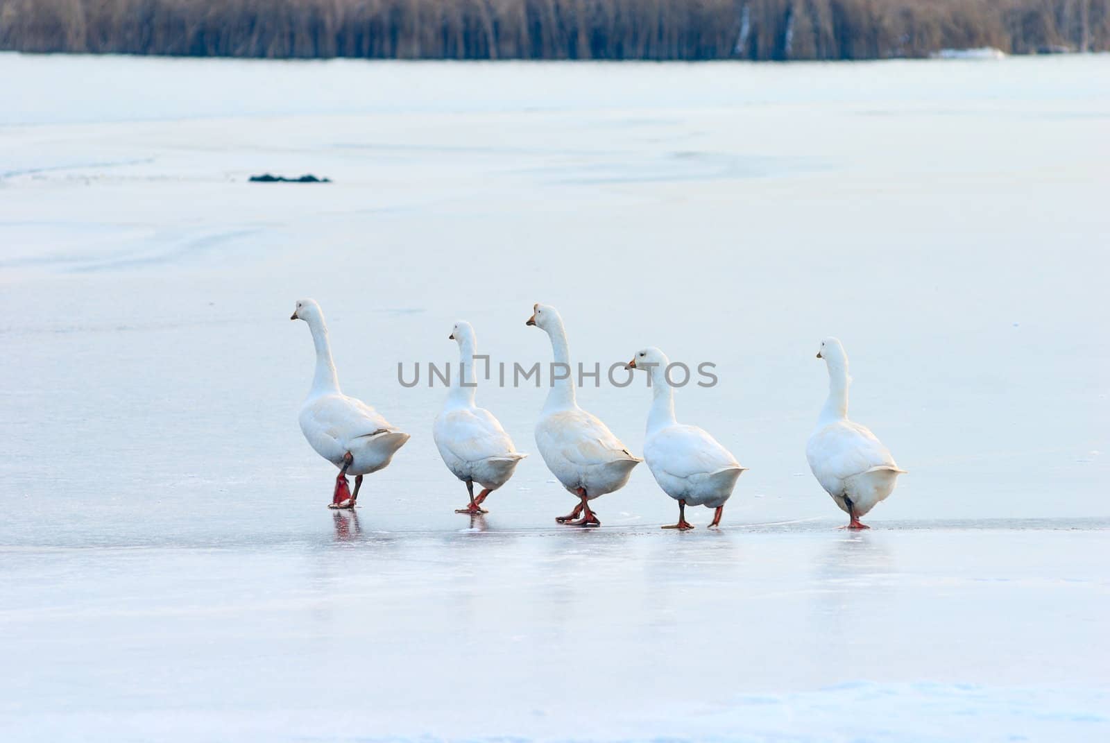 follow the leader on slippery and thin ice