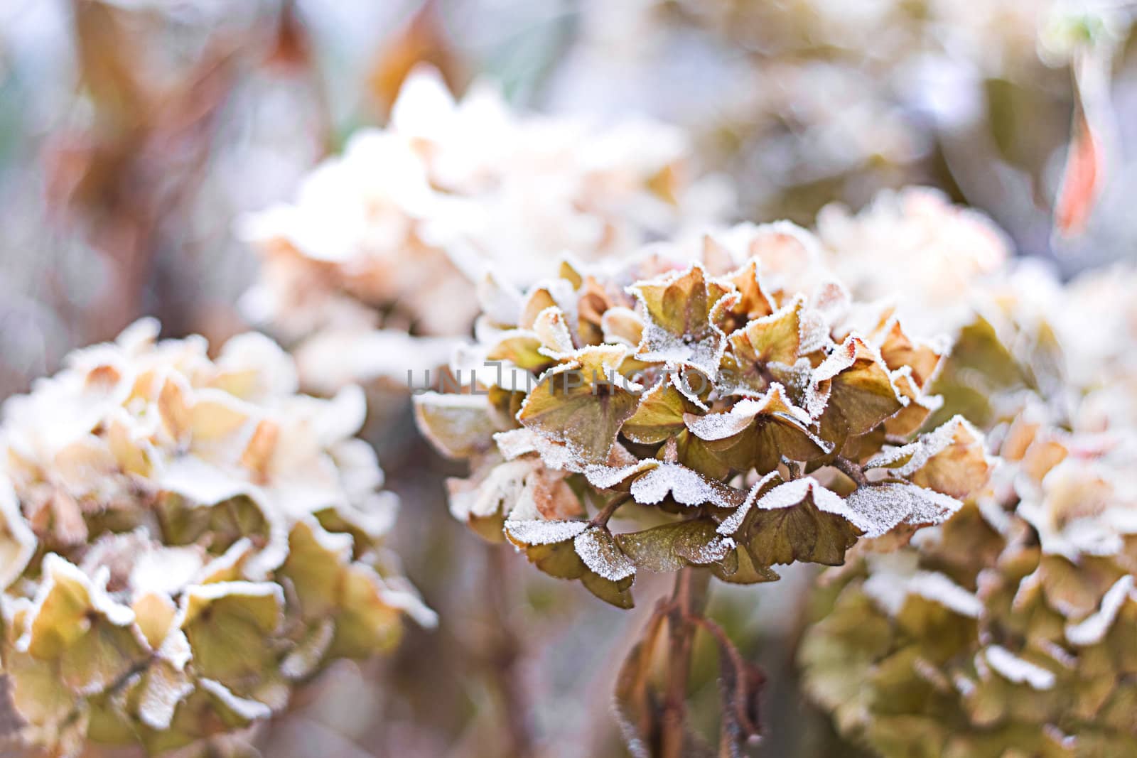 The icy flowers of the winter by Colette