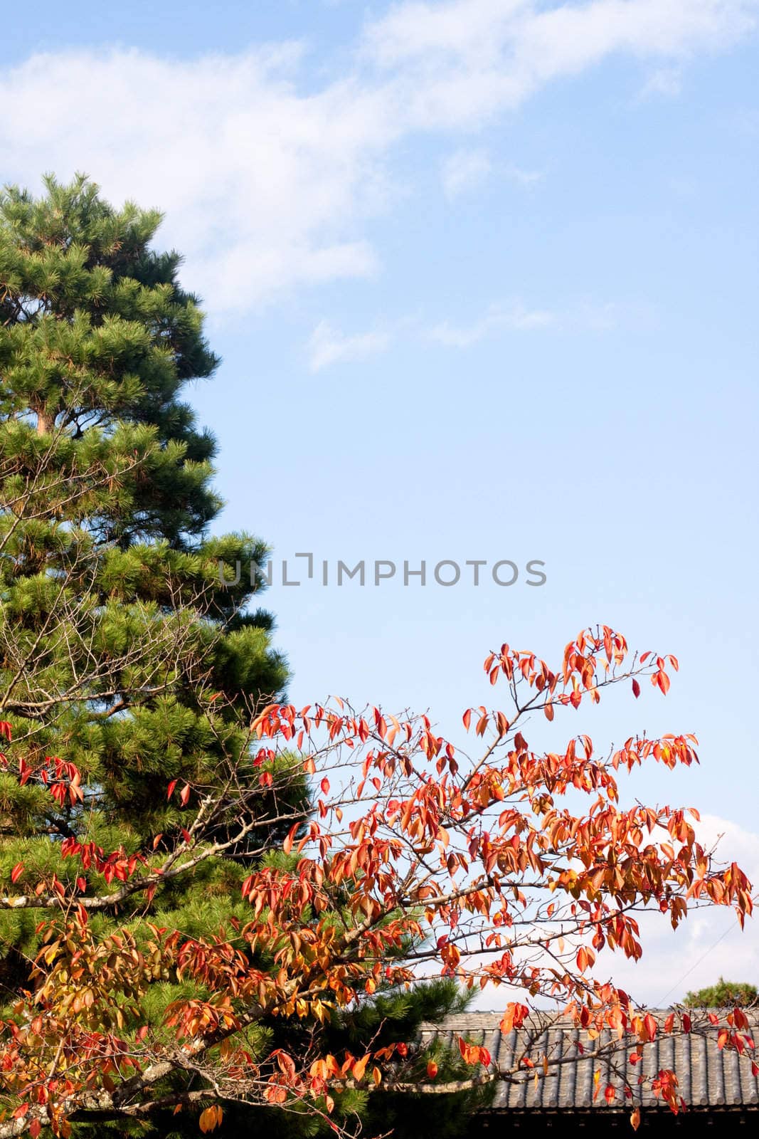 Red and green trees in a Japanese autumn park 
