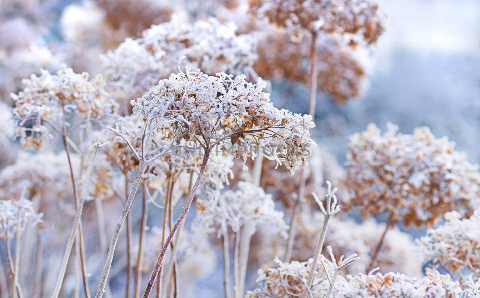 The icy flowers of the winter - frosted hydrangea with ripe