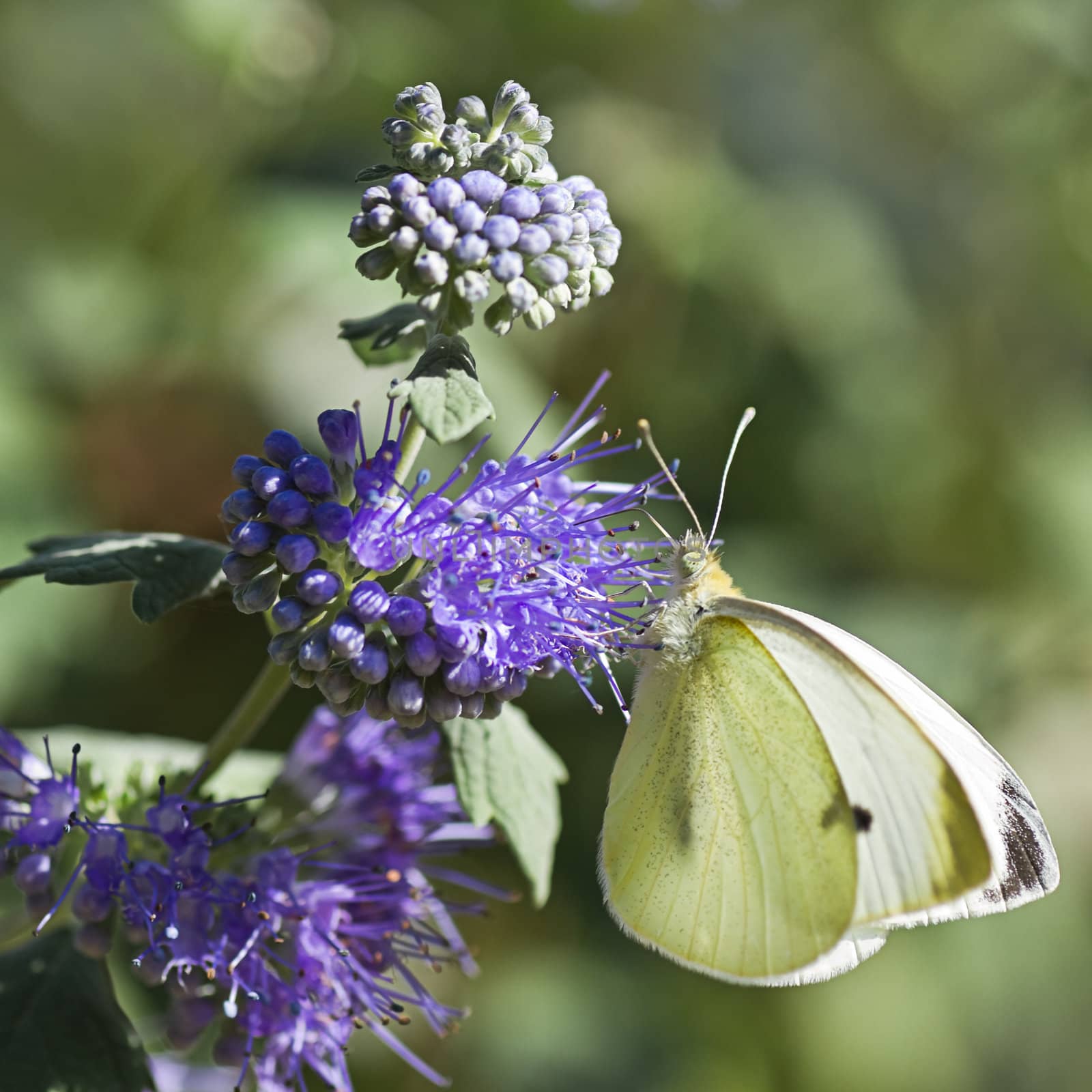 Butterfly Large white on Caryopteris or Bluebeard by Colette