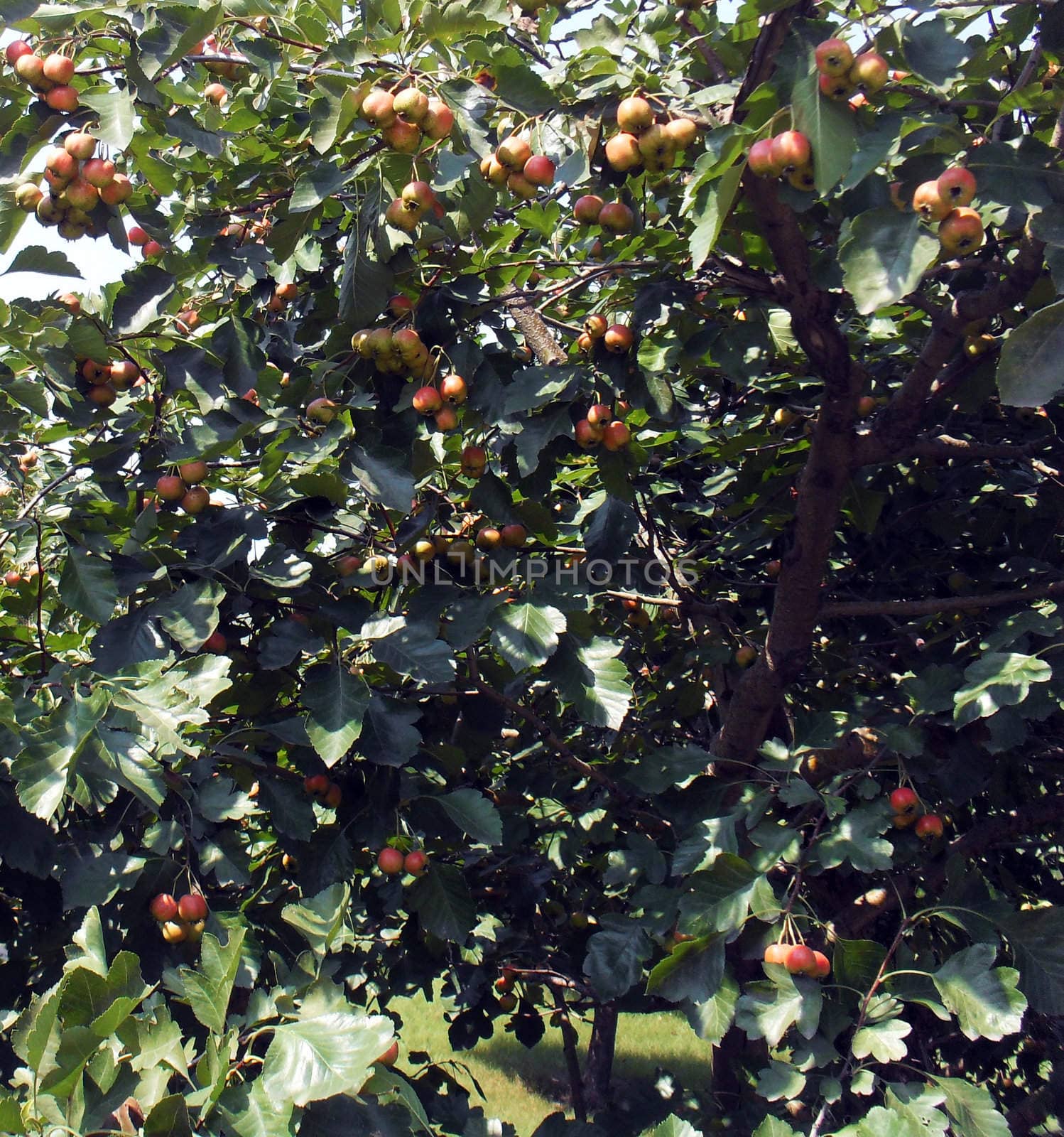 Hawthorn
