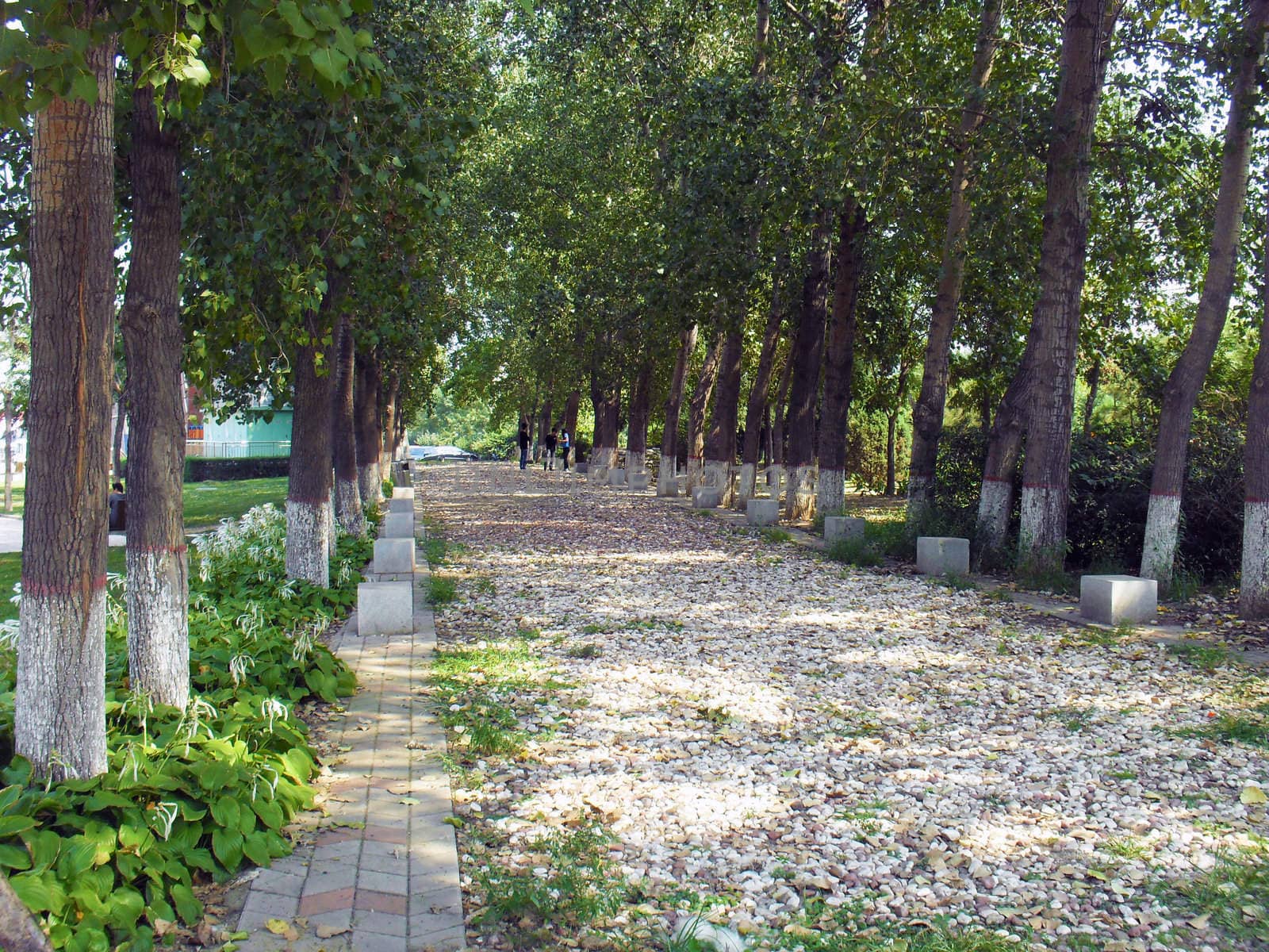 Avenue
