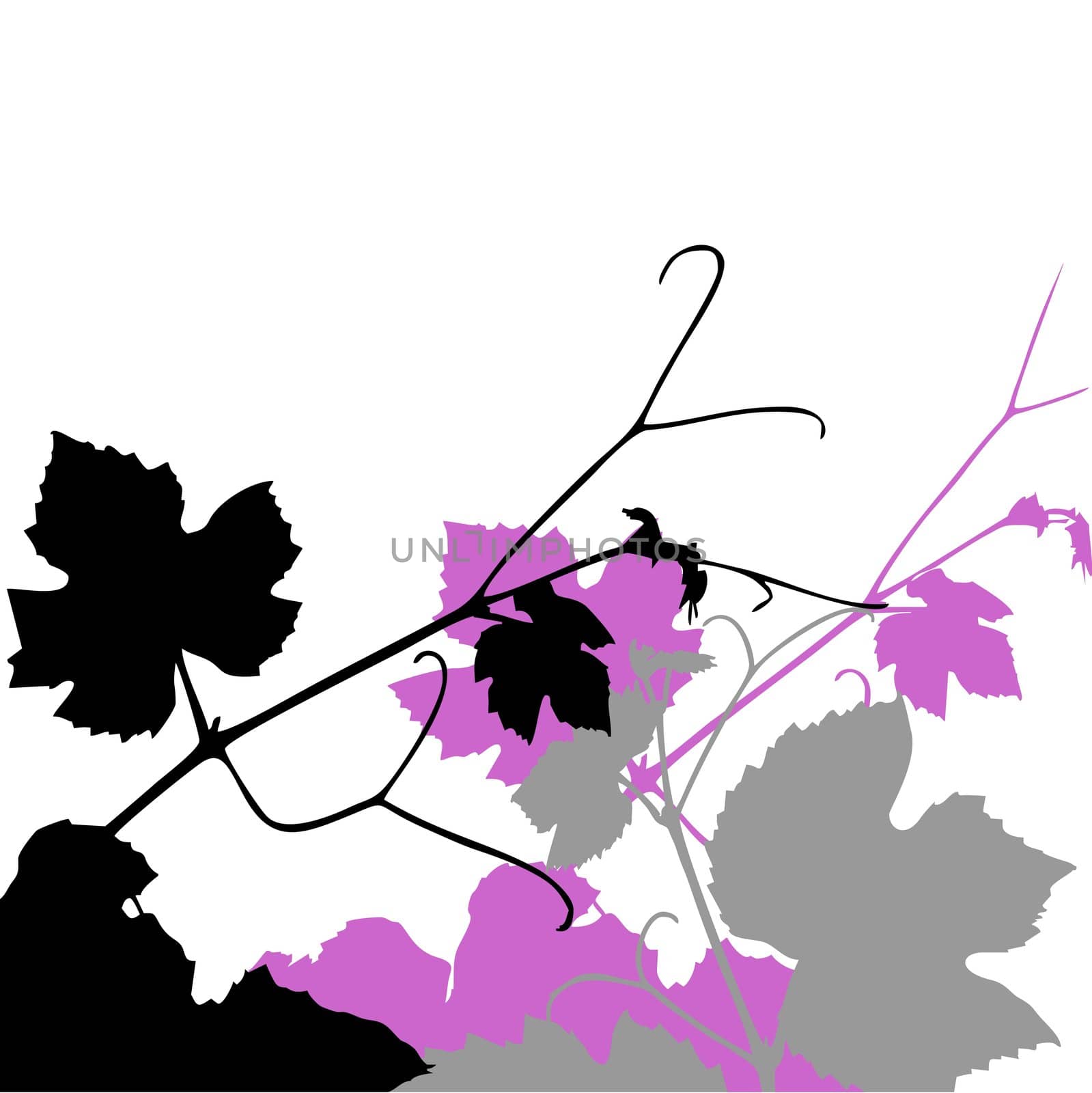 Vine leaves swirls illustration over a white background
