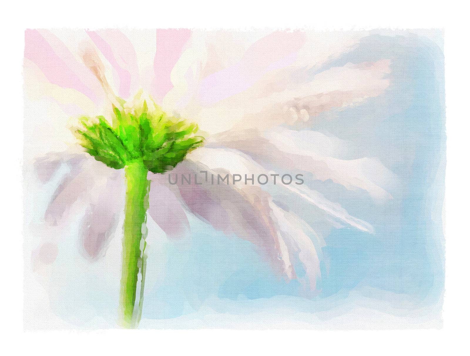Digital watercolor of pink daisy against a blue summer sky