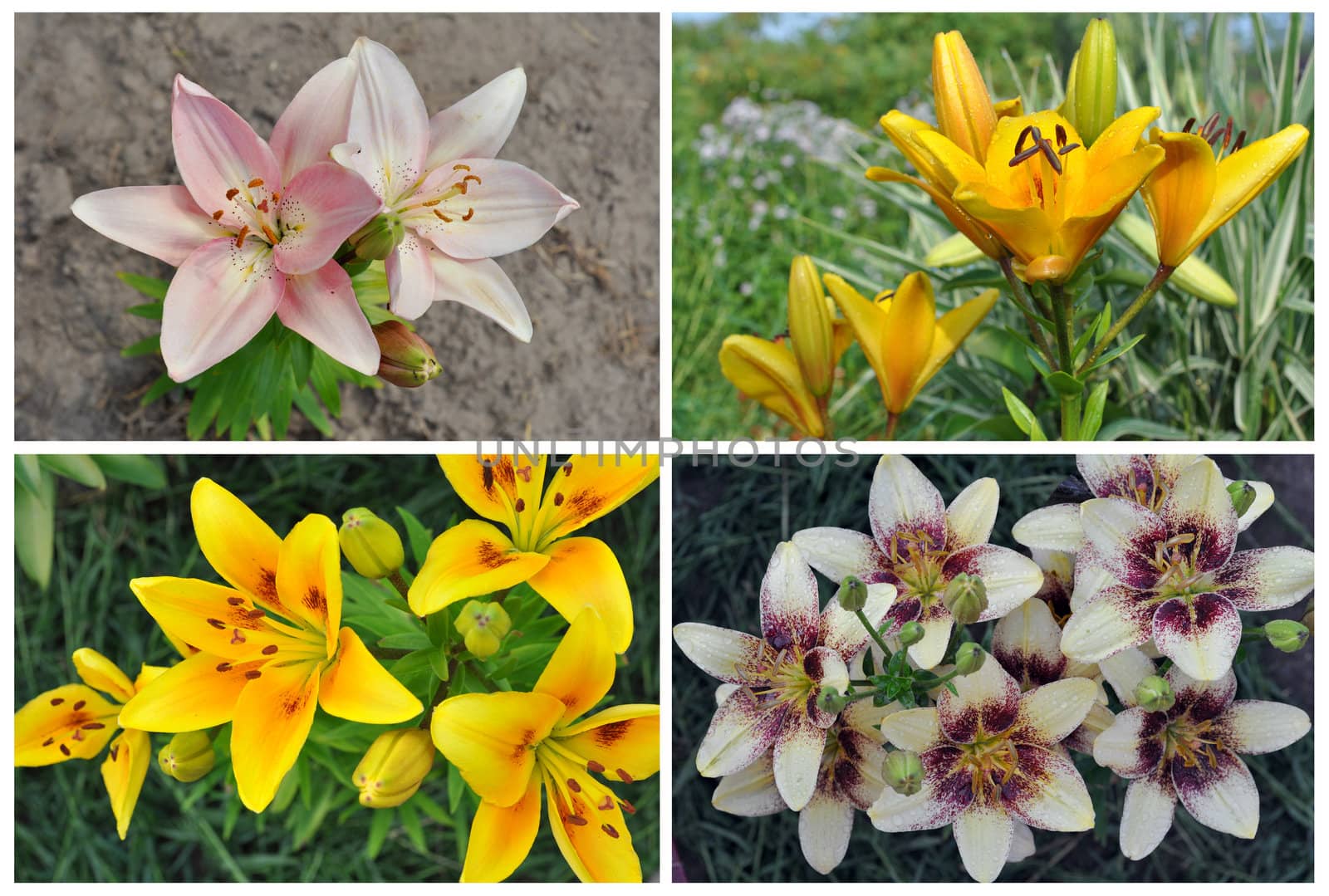 Flowers of a lily grows. Summer, July, Central Russia