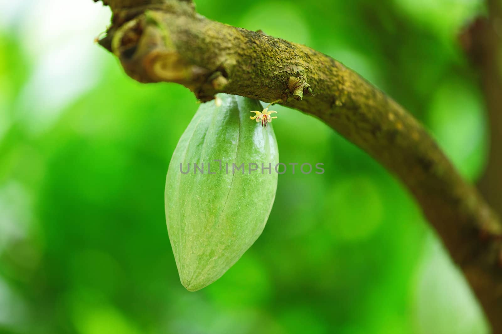 Cocoa pods
