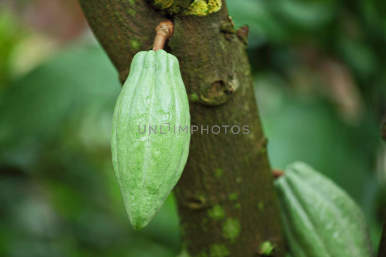 Cocoa pods