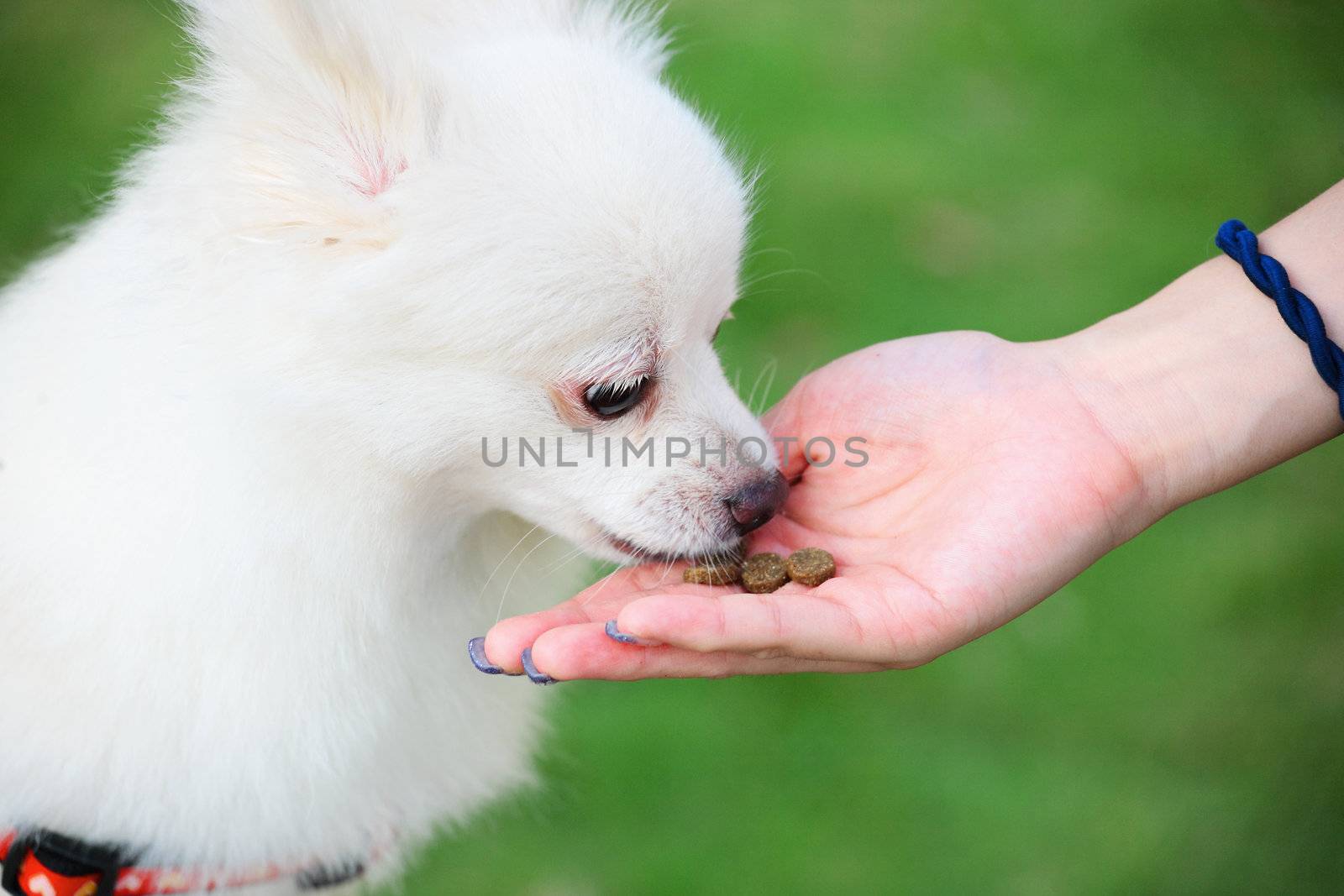 feed the dog