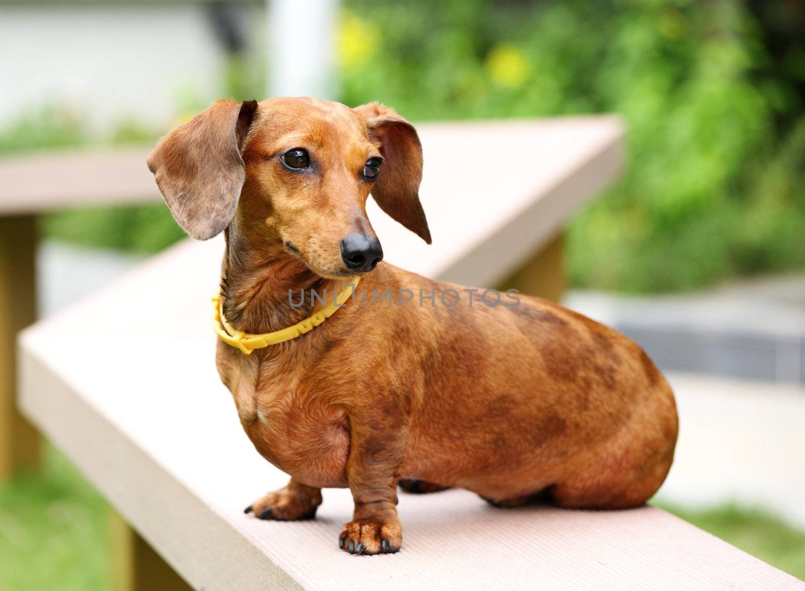 dachshund dog in park
