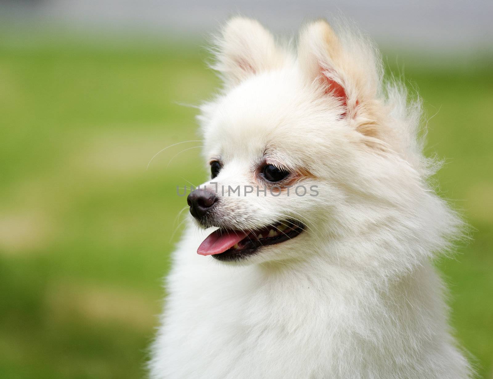 white pomeranian dog