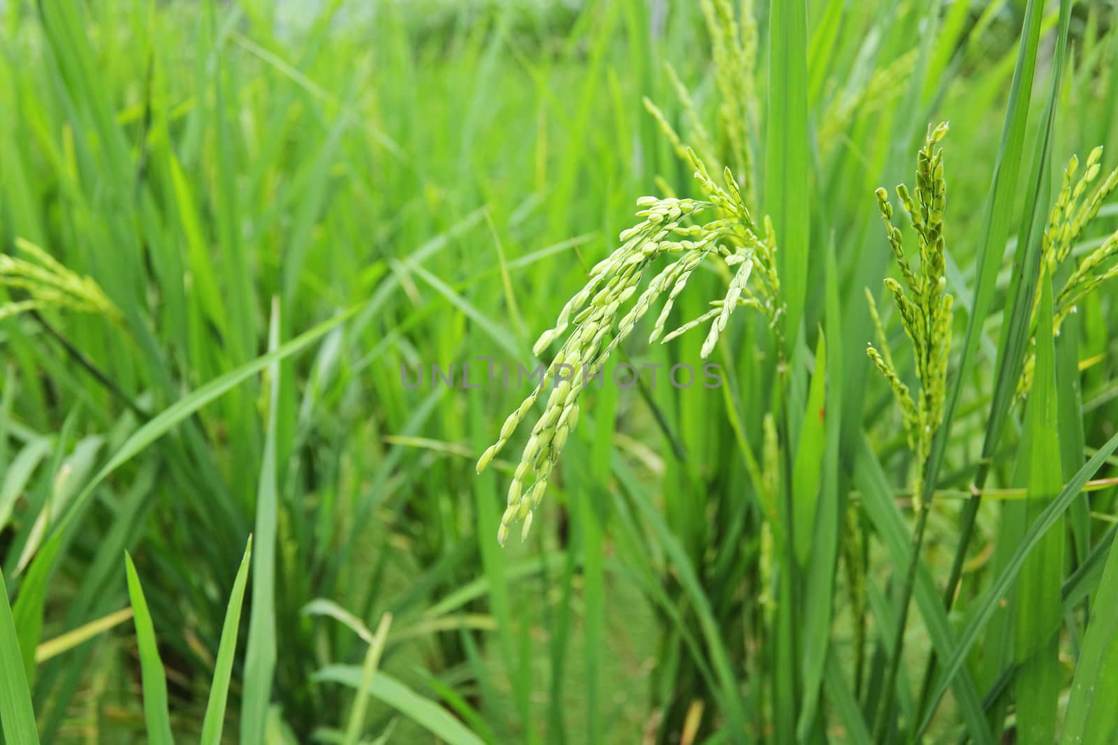 green paddy rice
