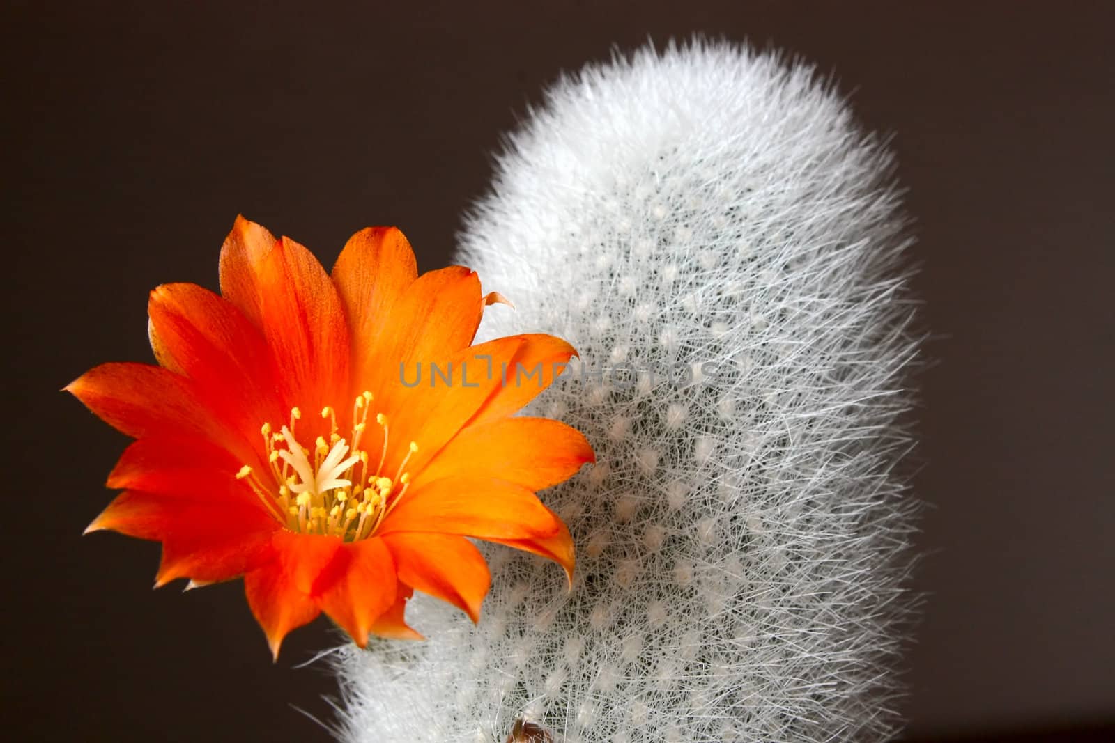 Blooming cactus on dark background (Aylostera).An image with shallow depth of field.