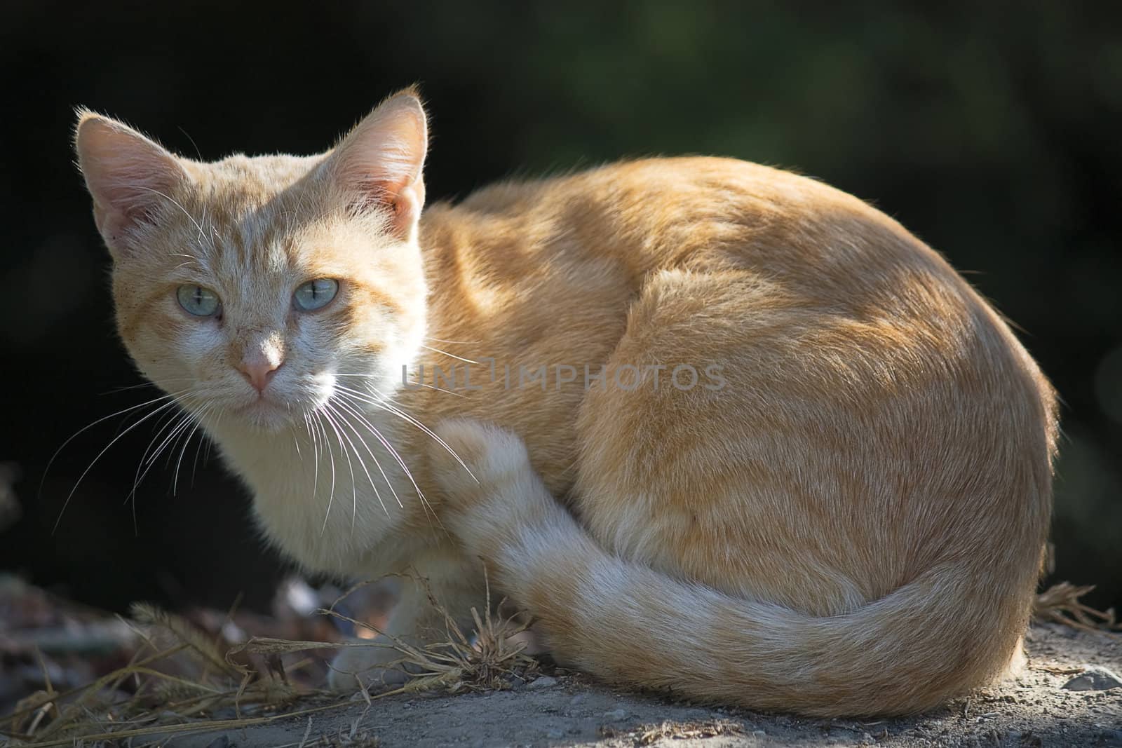 Ginger cat sitting on  ground on  dark background.