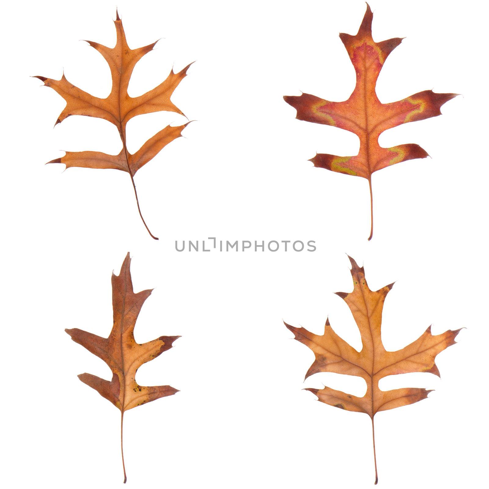 Four fall leaves isolated on white background.