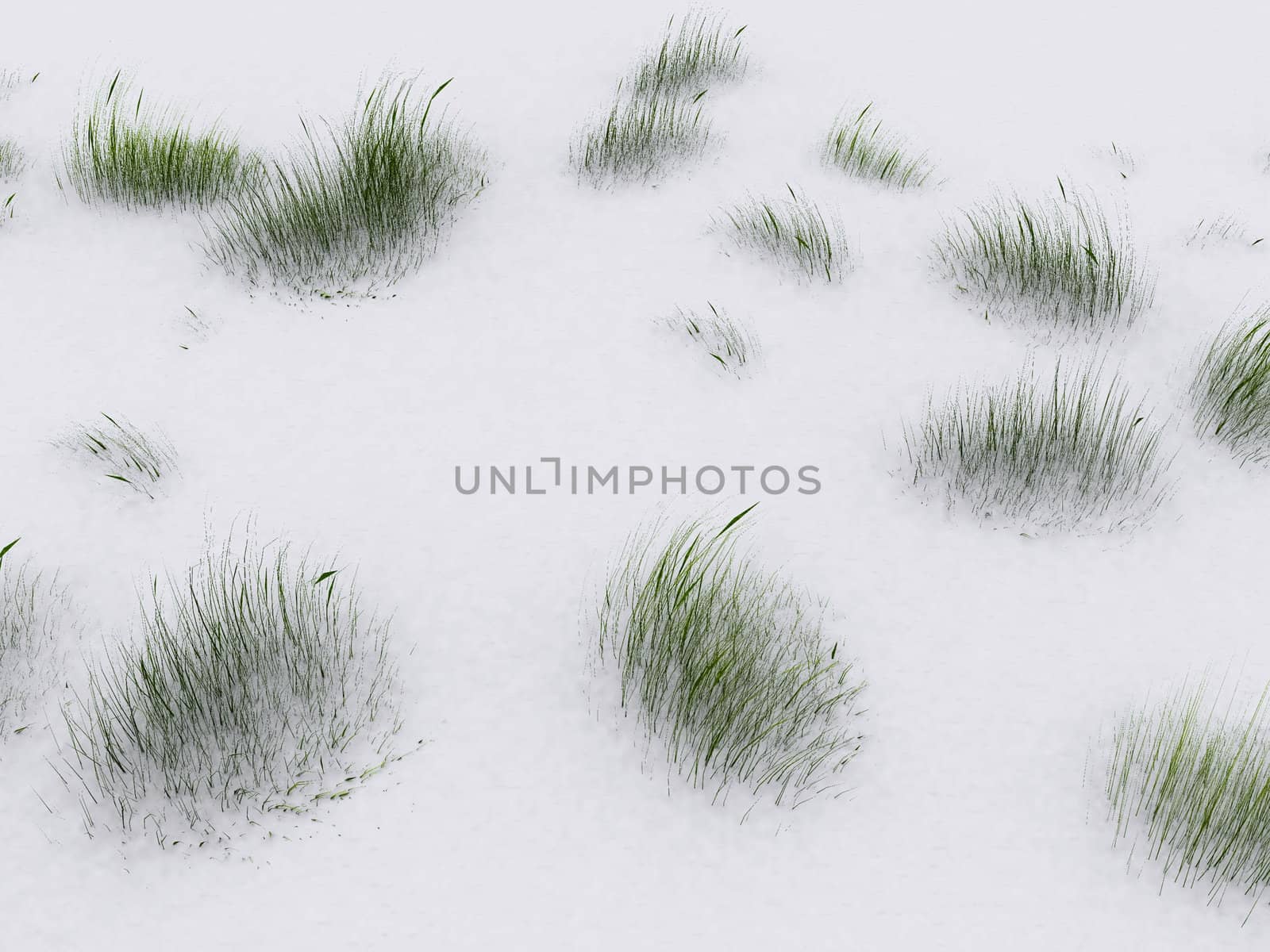 the green grass in the snow