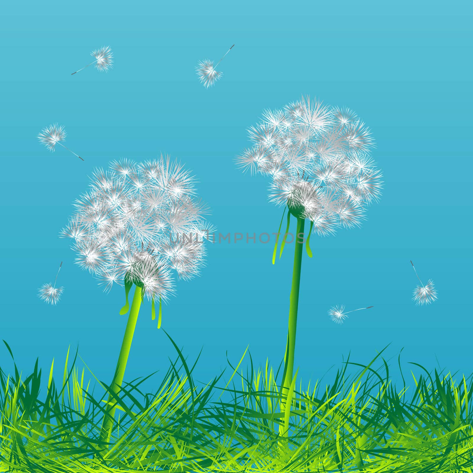 Two dandelions in the wind