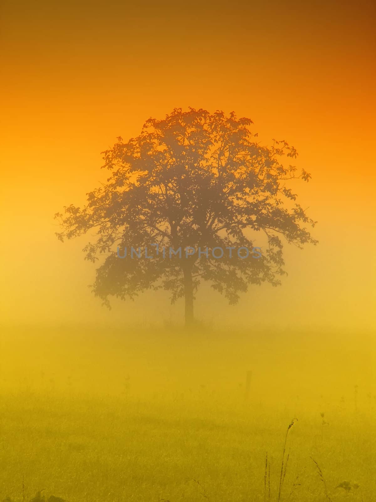 the tree in the morning by njaj