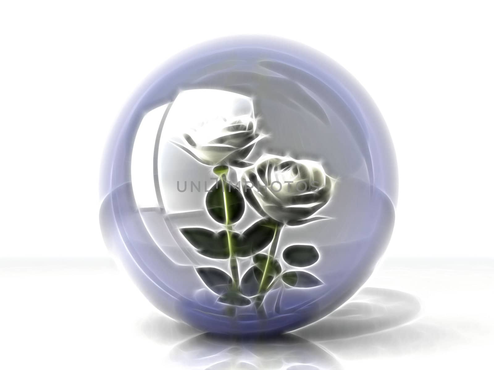 white roses in a bubble